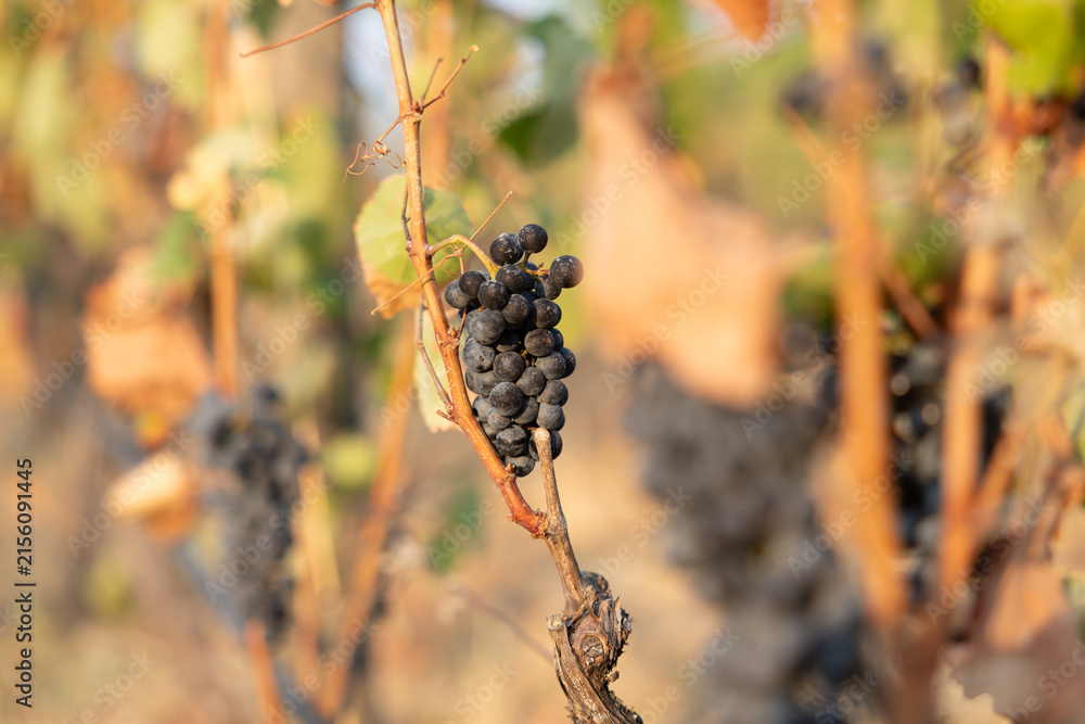 Naklejka premium Ripe red wine grapes growing on a vine in the Alto Douro wine region, Portugal
