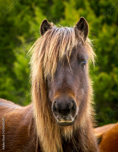 portrait of a wild brown horse