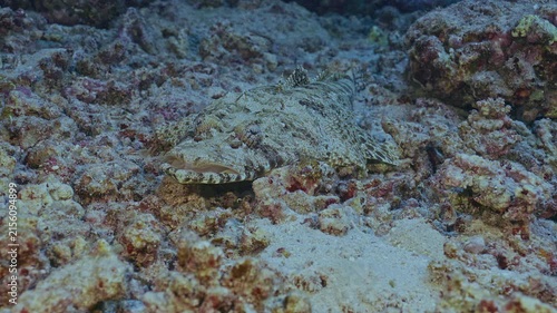 Broadhead flathead fish in ambush position.