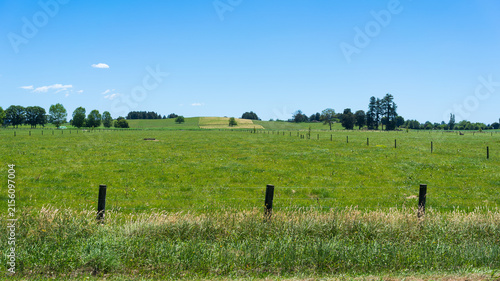 Green Pasture and Fenced Farmland in Waikato