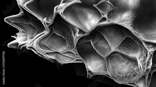 Konstfotografi Microscopio de cerca, estructura celular orgánica, antecedentes científicos monocromáticos