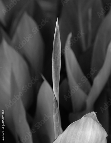 cannas bud closeup B&W