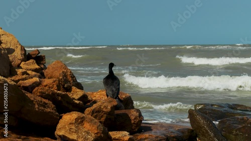 Black cormorant. A small black bird perched on a pile of rocks near the ocean, perfect for s about wildlife, nature, and outdoor settings