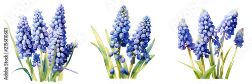 Watercolor illustration of three grape hyacinth plants with a black background