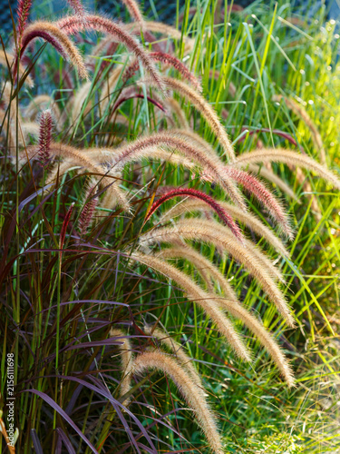 Pennisetum setaceum Rubrum, or purple fountain grass is a perennial ornamental plant from the family of Cereals, forming dense turf. It is characterized by bright coloring of leaves and inflorescences