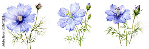 Elegant nigella flowers with delicate blue petals and buds isolated on black backdrop