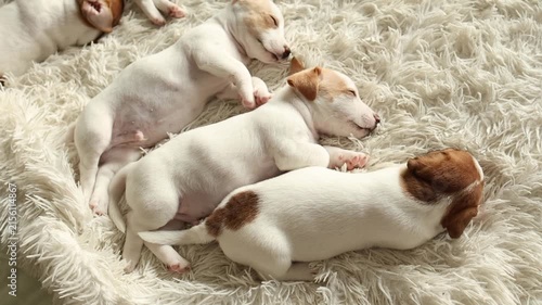 Jack Russell terrier puppy exploring near a green plant in a bright indoor area, curious pet behavior, inquisitive animal moment.