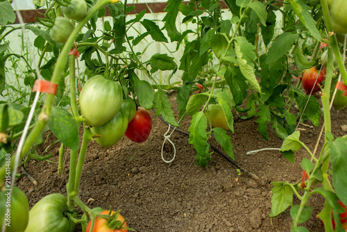 Помидоры созревают в теплице.Tomatoes ripen in the greenhouse.