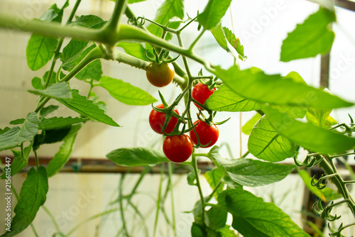 Помидоры созревают в теплице.Tomatoes ripen in the greenhouse.