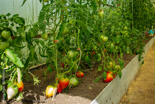 Помидоры созревают в теплице.Tomatoes ripen in the greenhouse.