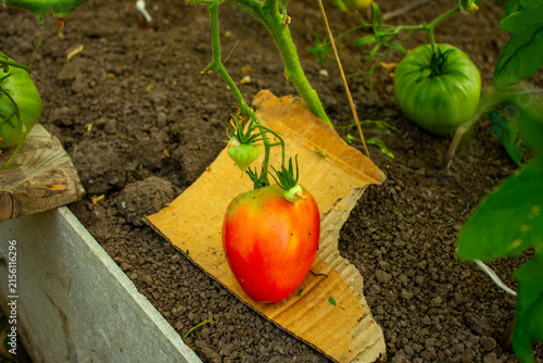Помидор красный лежит на картонке.A red tomato is lying on a cardboard box.