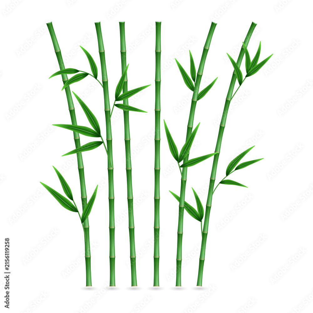 Obraz premium Vibrant green bamboo stalks on transparent background