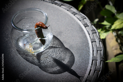 Spanish slug crawls out of a glass jar.