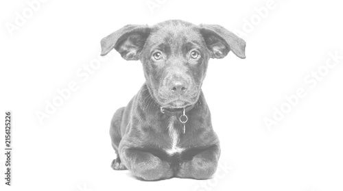 Halftone vector illustration of a cute puppy featuring a unique textured appearance with a neutral background, ideal for various pet-themed designs