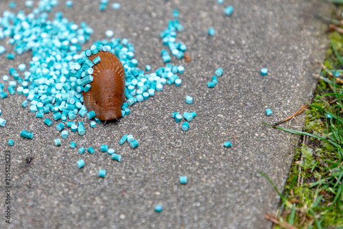 Spanish slug crawls on blue limacide granules
