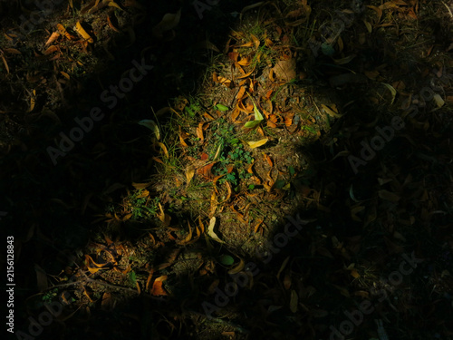 Obraz na plátně Dappled sunlight illuminating a forest floor