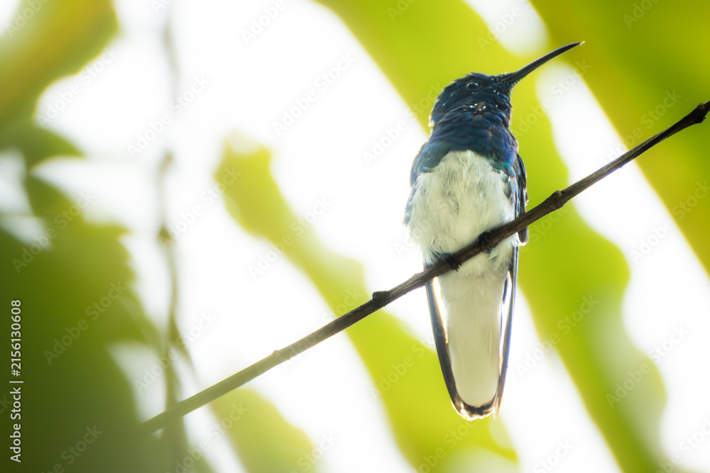 Naklejka premium White-necked Jacobin resting on a delicate branch against a smooth green bokeh background.