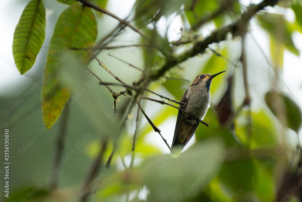 Naklejka premium Hummingbird Perched Among Green Leaves in Tropical Forest With Soft Bokeh Background
