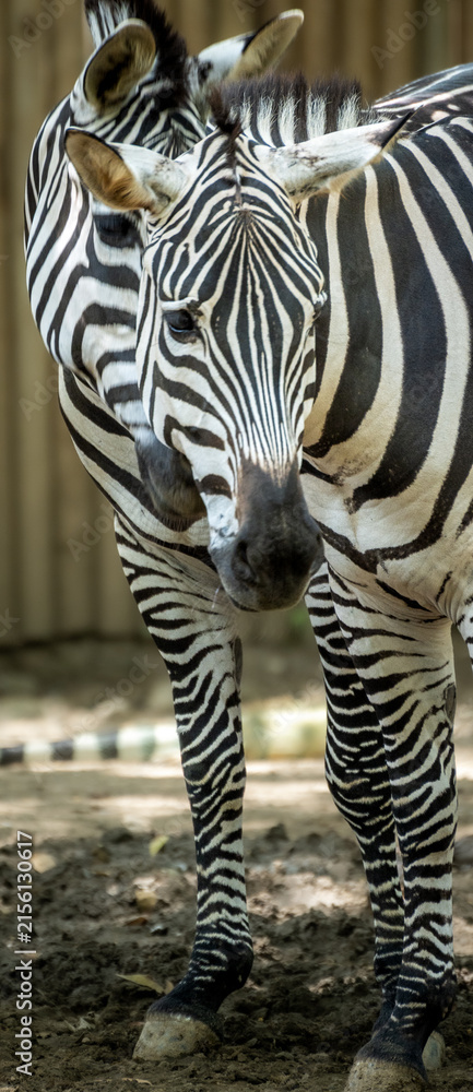 Naklejka premium Portrait Of Two Zebras With Bold Black And White Stripes In Natural Habitat