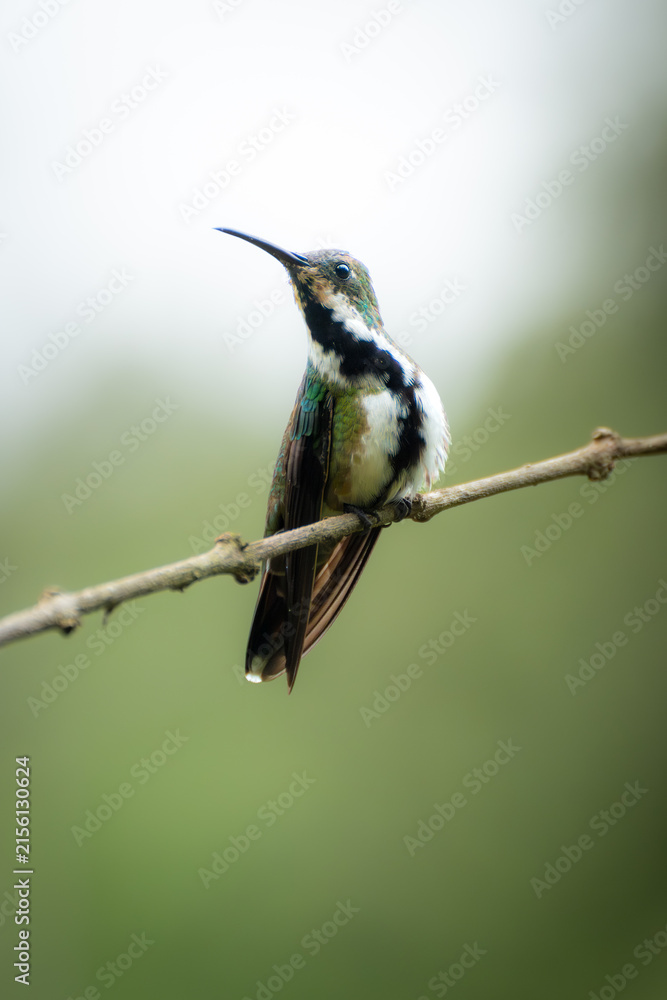 Naklejka premium Perched Hummingbird On Branch With Bokeh Background — Close-Up Wildlife Portrait Showing Iridescent Plumage