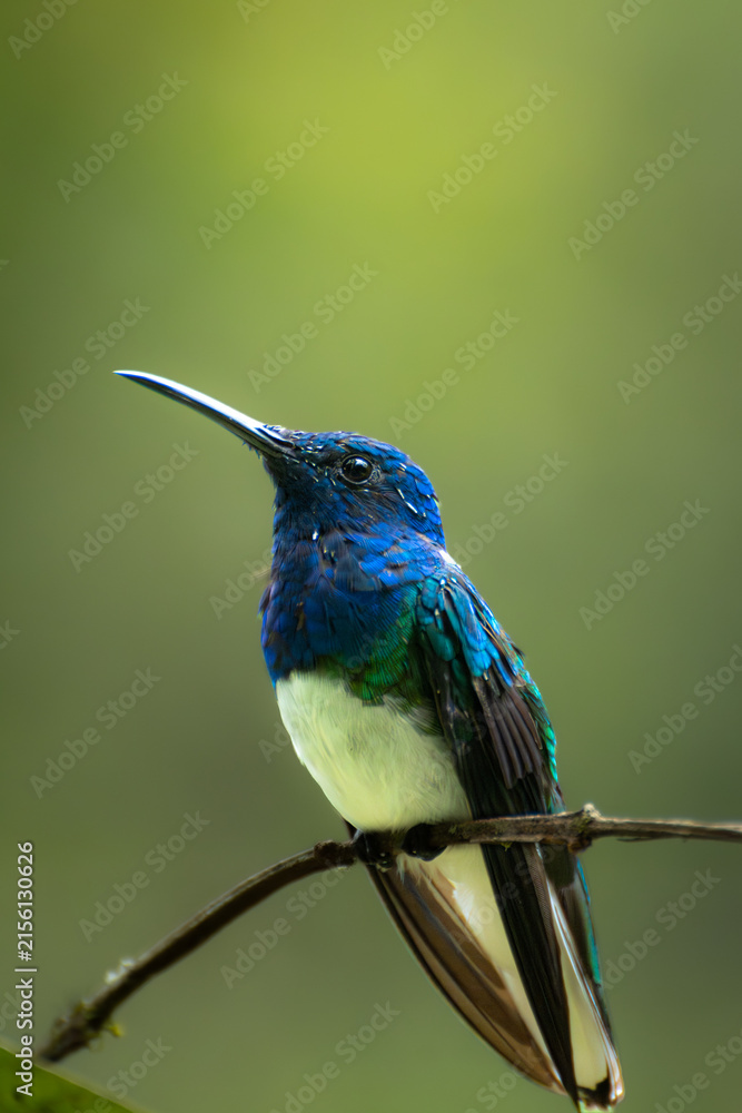 Naklejka premium Colorful hummingbird rests on a delicate branch.