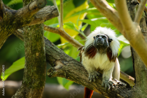 Canvas Print Cotton-Top Tamarin Monkey Perched On Branch In Lush Tropical Forest