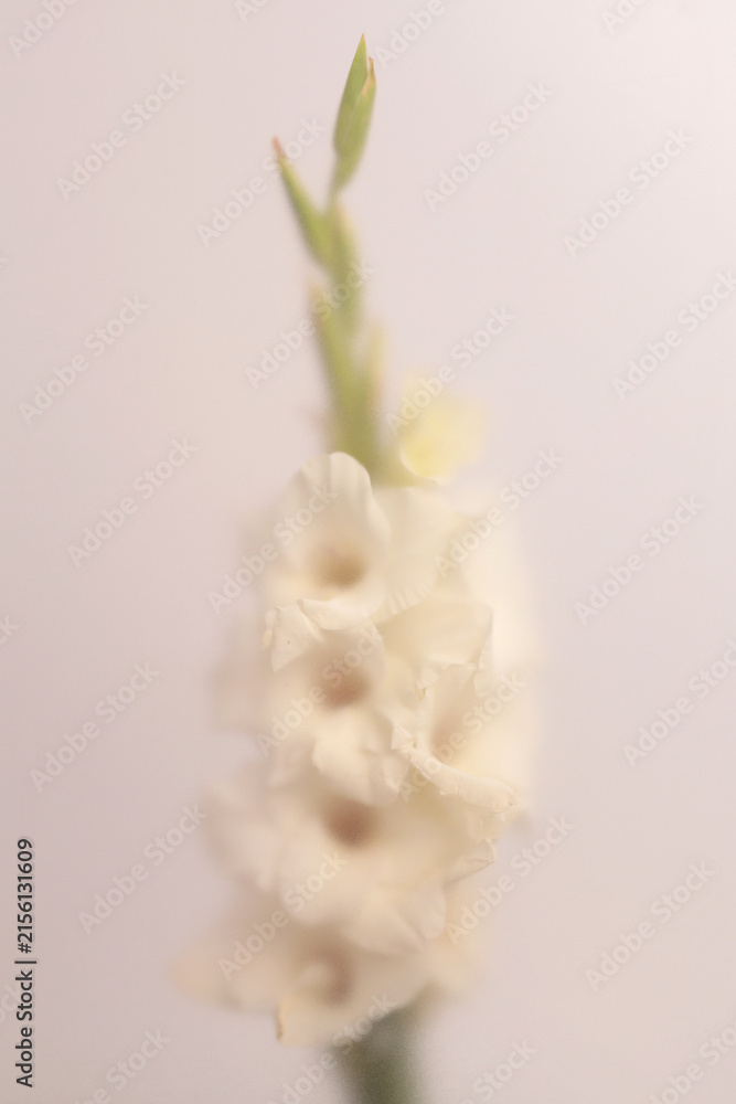 Fototapeta premium Smoke selected soft focus cream beige white Gladiolus Flower through translucent matte frosted glass. Abstract natural blurred grain light fog background.