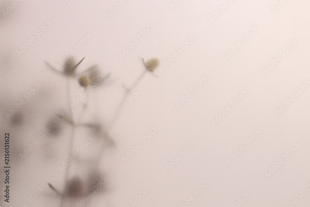 Fototapeta premium Smoke selected soft focus beige thorn Dry Flower through translucent matte frosted glass. Abstract natural blurred grain light fog background.