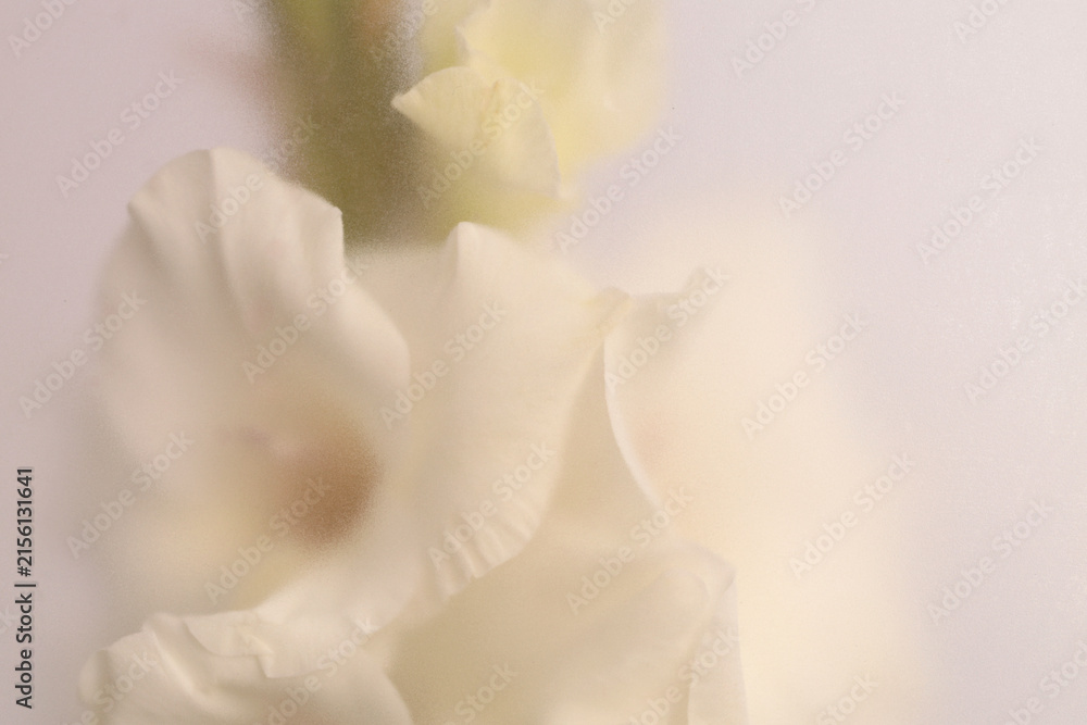 Fototapeta premium Smoke selected soft focus cream beige white Gladiolus Flower through translucent matte frosted glass. Abstract natural blurred grain light fog background.