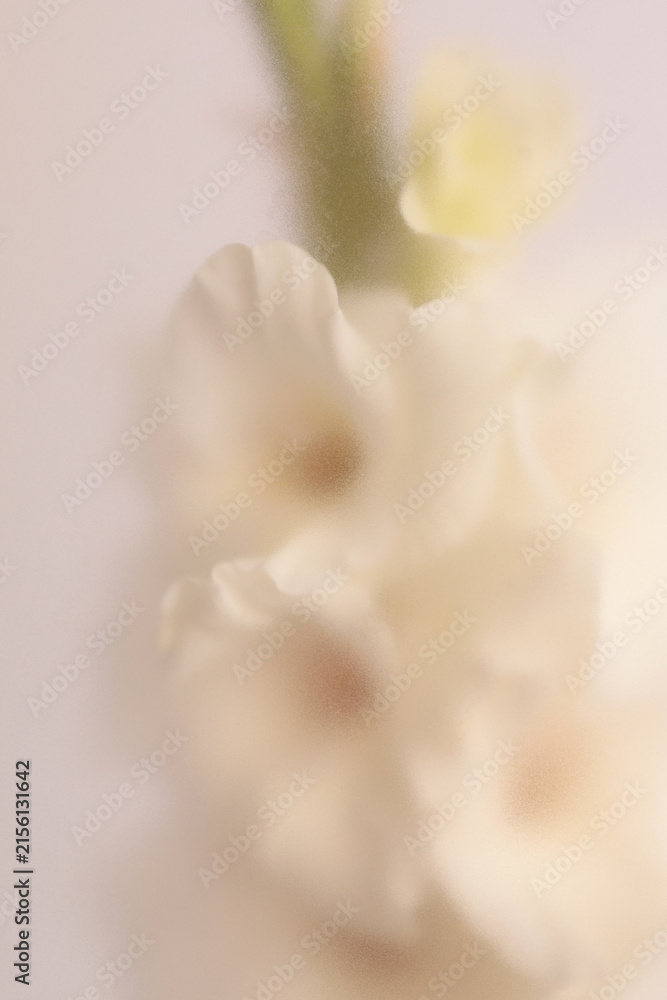 Fototapeta premium Smoke selected soft focus cream beige white Gladiolus Flower through translucent matte frosted glass. Abstract natural blurred grain light fog background.