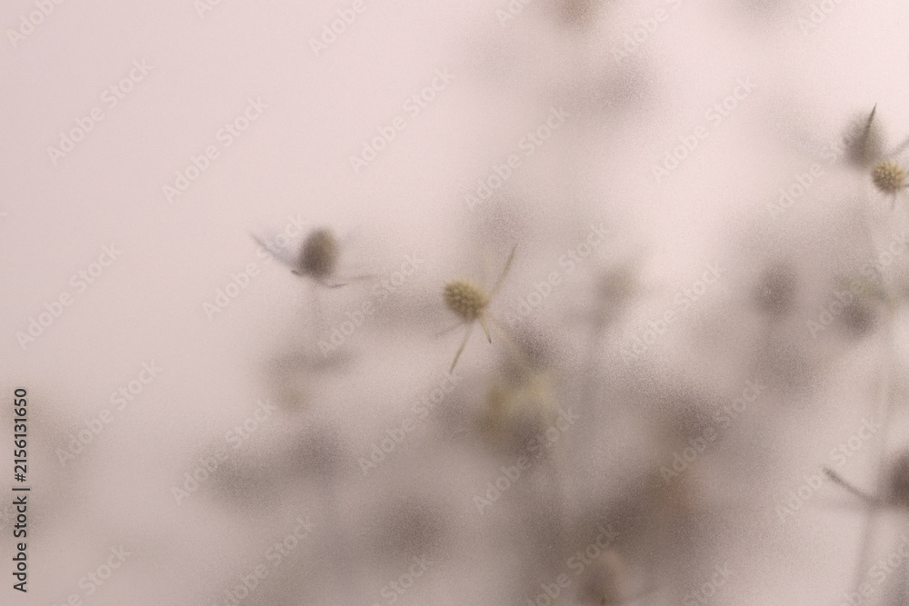 Fototapeta premium Smoke selected soft focus beige thorn Dry Flower through translucent matte frosted glass. Abstract natural blurred grain light fog background.