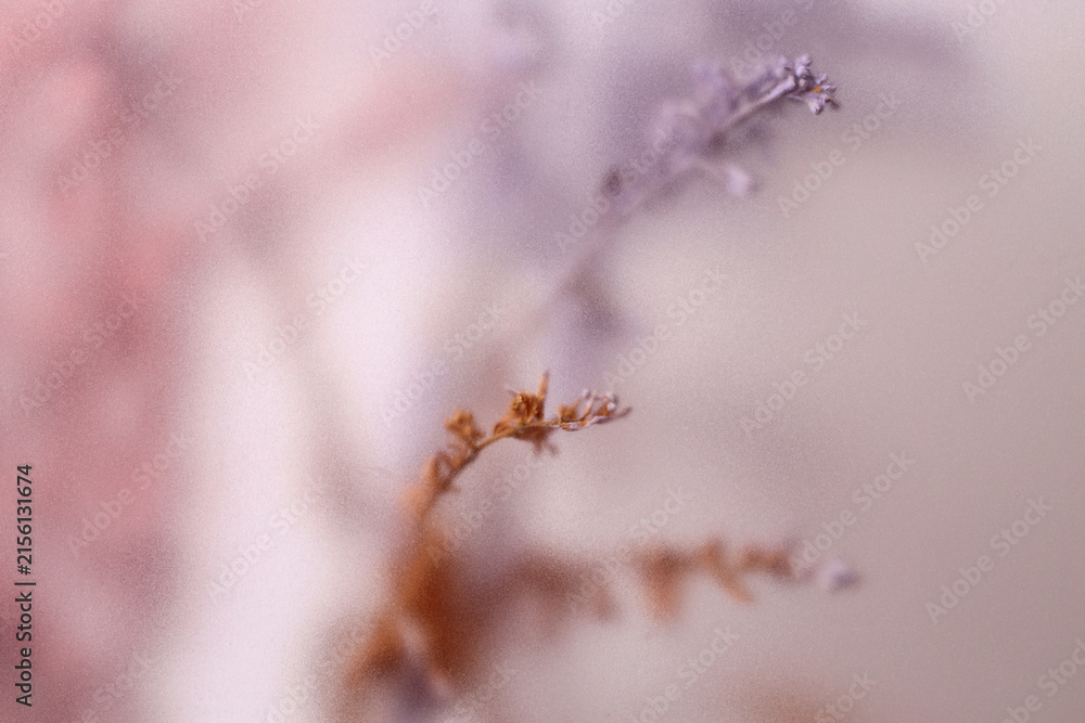 Fototapeta premium Smoke selected soft focus cream Dry Flower through translucent matte frosted glass. Abstract natural blurred grain light fog background.