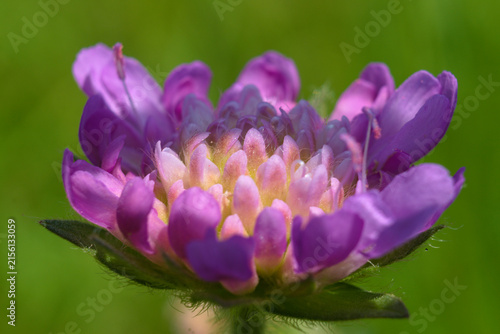 Close-up of field scabious (Knautia arvensis)
