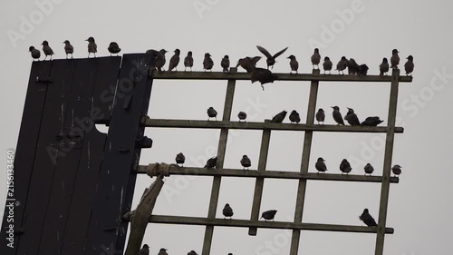  A group of common starlings (Sturnus vulgaris) sitting on the top of a blade of a windmill in Kinderdijk windmill area.
