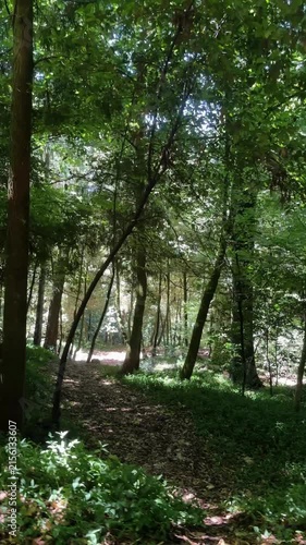 Woodland scene with trees and dirt path through green forest