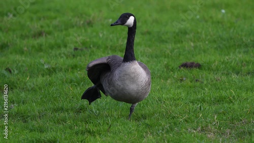 An adult Canada goose (Branta canadensis) stretching its leg while looking at you.