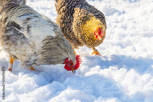 Obraz na plátne Rooster and Hen Foraging in Fresh Snow
