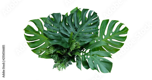 Konstfotografi Plant leaves Green nature Tropical forest isolated on transparent background - p