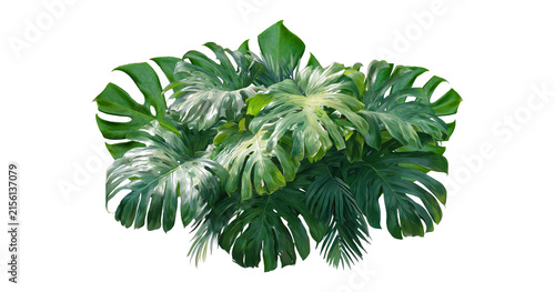 Foto Plant leaves Green nature Tropical forest isolated on transparent background - p