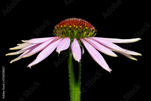 Foto Purple coneflower in side view isolated on black background