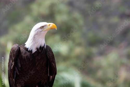 Canvas Print Close up of a bald eagle (haliaeetus leucocephalus) perching on a falconers hand