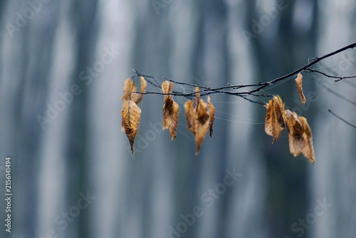 Dry brown leaves hanging from thin branch against blurred forest background