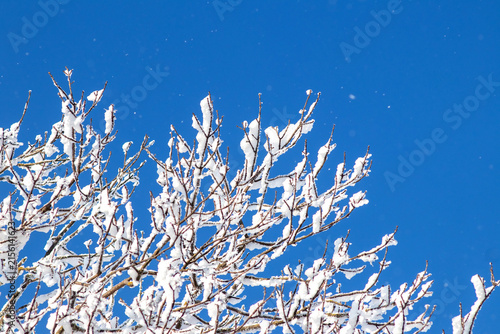 Canvastavla Tree crown covered with snow against deep blue sky