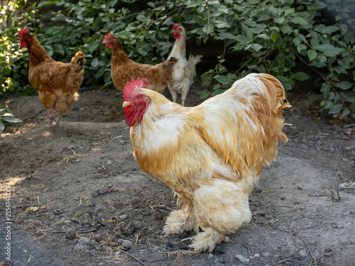 Photography Free-Range Rooster and Hens in Rustic Backyard Chicken Coop Scene in Summer Sunl