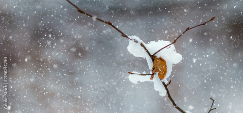 Canvastavla Single dry leaf covered with snow on thin branch during snowfall