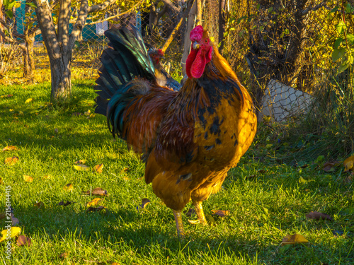 Foto Colorful Rooster Standing on Grassy Lawn in Autumn