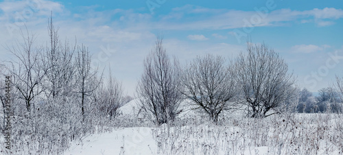 Photography Winter snowy landscape with bare trees under blue sky