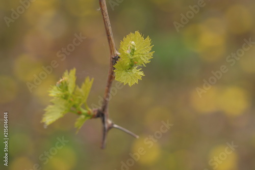 nuove foglie in un vigneto in primavera