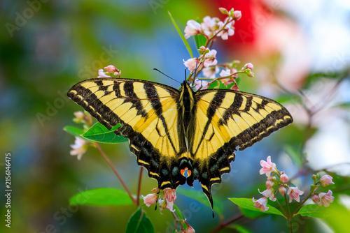 Western Tiger Swallowtail butterfly (Papilio rutulus)