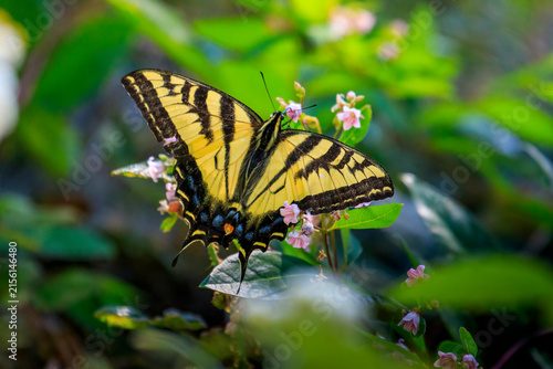Western Tiger Swallowtail butterfly (Papilio rutulus)